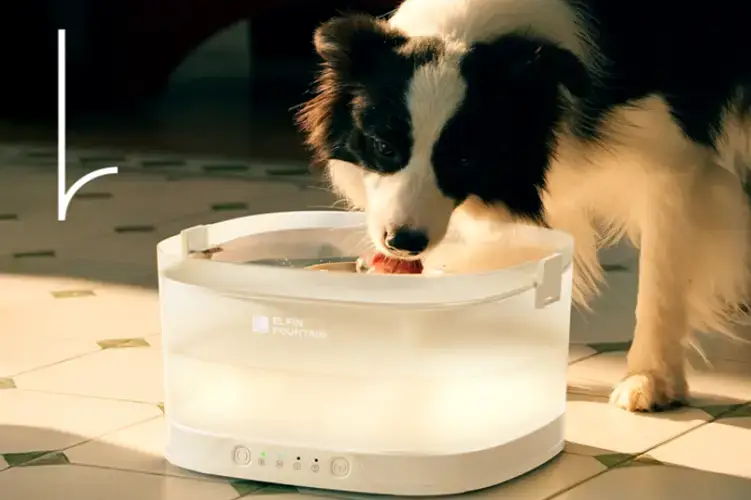 Elfin Fountain: The New Generation of Pumpless™ Dog Fountain